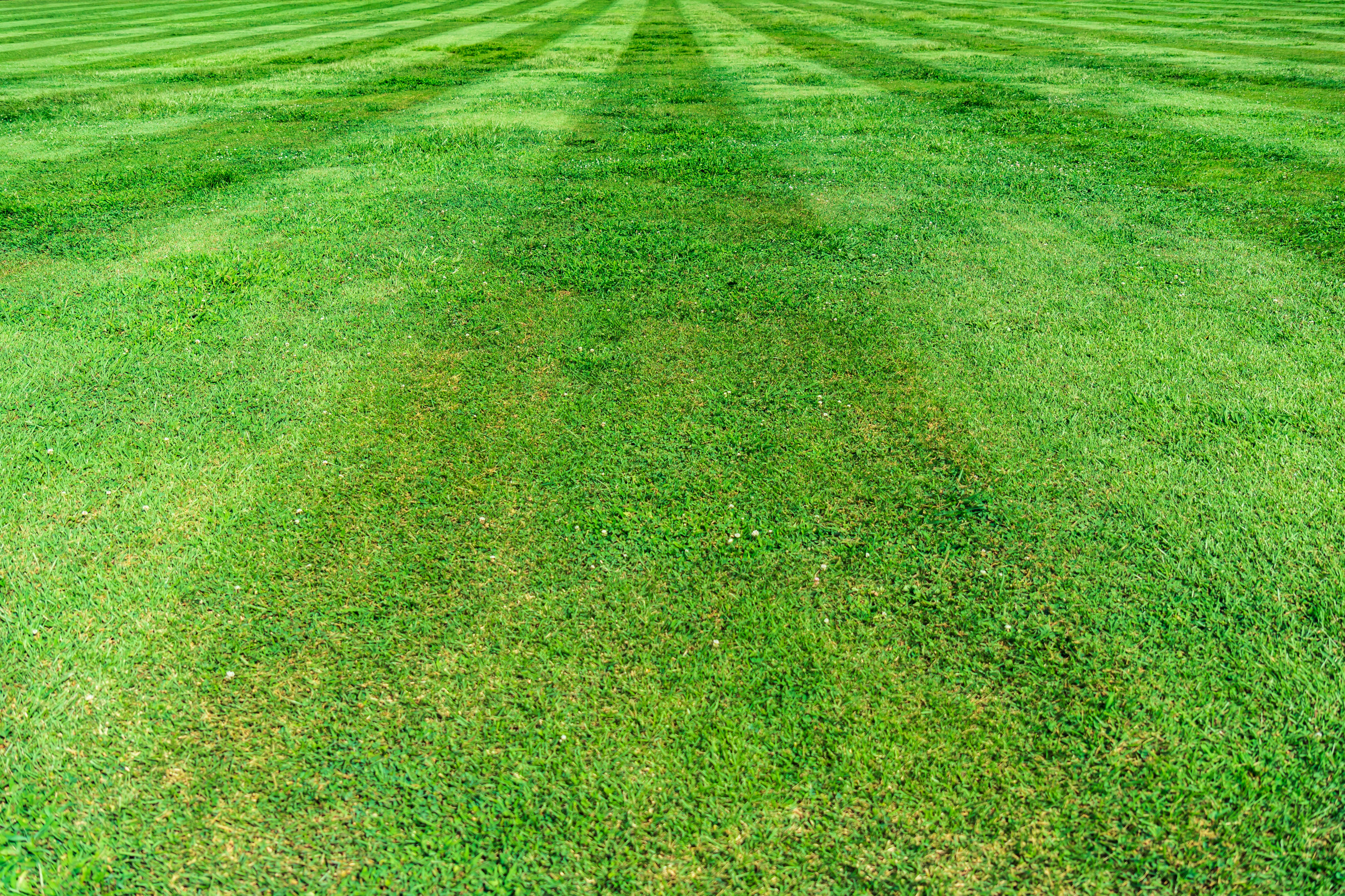 Freshly mowed lawn with professional striping pattern